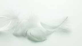 daunenprogramm miele